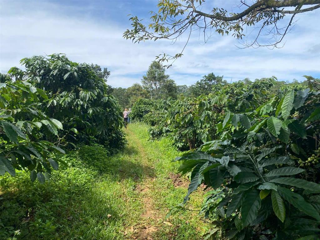 Cần bán 5,3 ha cà phê kinh doanh, đất bằng như sân bay tại đăk nông củ