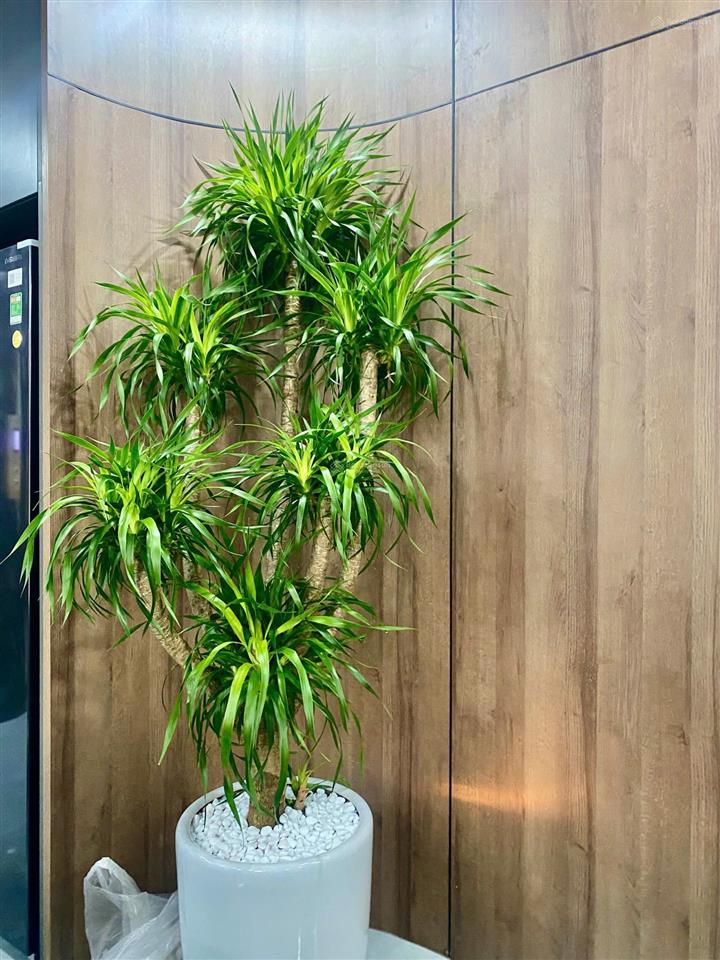 Siêu phẩm 6 tầng thang máy full nội thất cao cấp gần big c long biên giá 11,2 tỷ dt 45m2