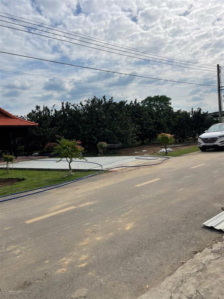 Cần tiền bán lô đất có sẵn vườn bưởi, 260m2 có 100m2 tc có sẵn gần 10 gốc bưởi đang thu hoạch