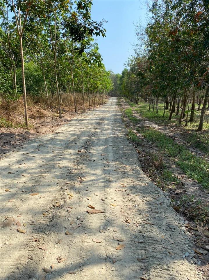 Duy nhất 800 triệu sở hữu hơn 1.000m2 sổ hồng tại long tân, dầu tiếng sát khu công nghiệp