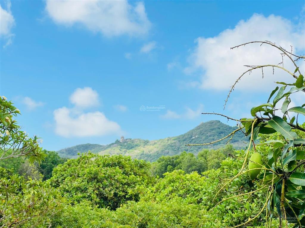 Mảnh vườn xoài 1439m2 (40x36m) thị trấn phước hải  view núi siêu đẹp  gần biển phước hải
