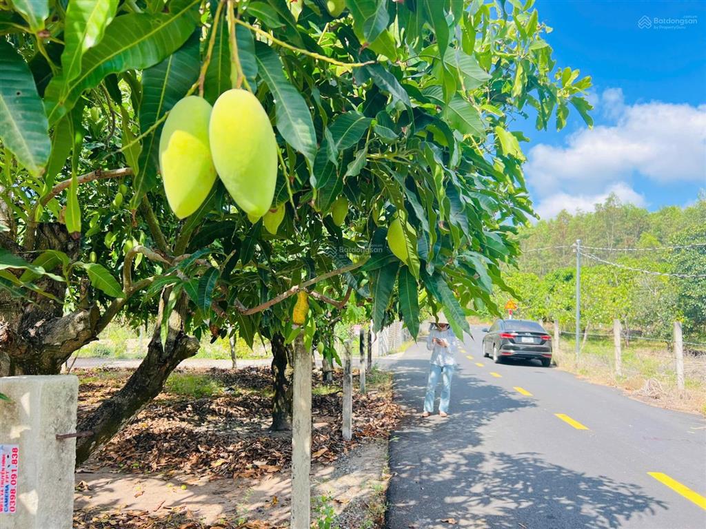 Mảnh vườn xoài 1439m2 (40x36m) thị trấn phước hải  view núi siêu đẹp  gần biển phước hải