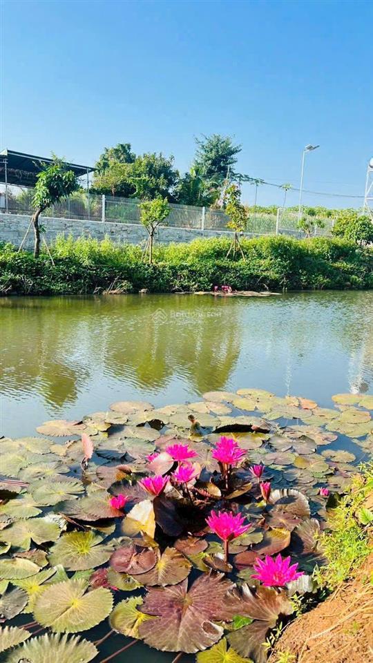 View đẹp nghỉ dưỡng gần 5 sào đất siêu đẹp có 200m mặt tiền xã đất đỏ  tp hcm