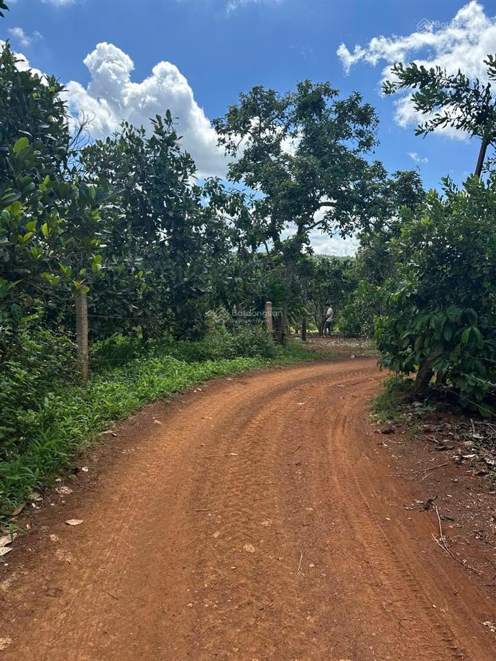 Bán vườn cây ăn trái đã cho thu hoạch