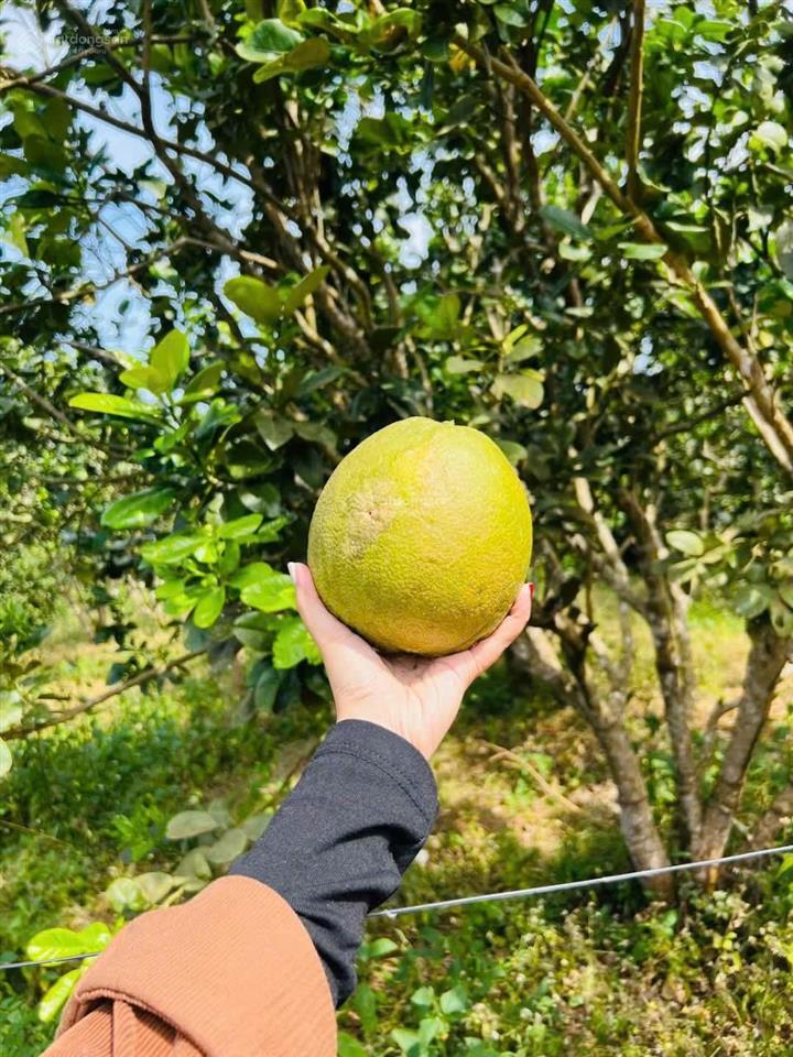 Bán vườn cây ăn trái đã cho thu hoạch