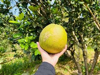 Bán vườn cây ăn trái đã cho thu hoạch