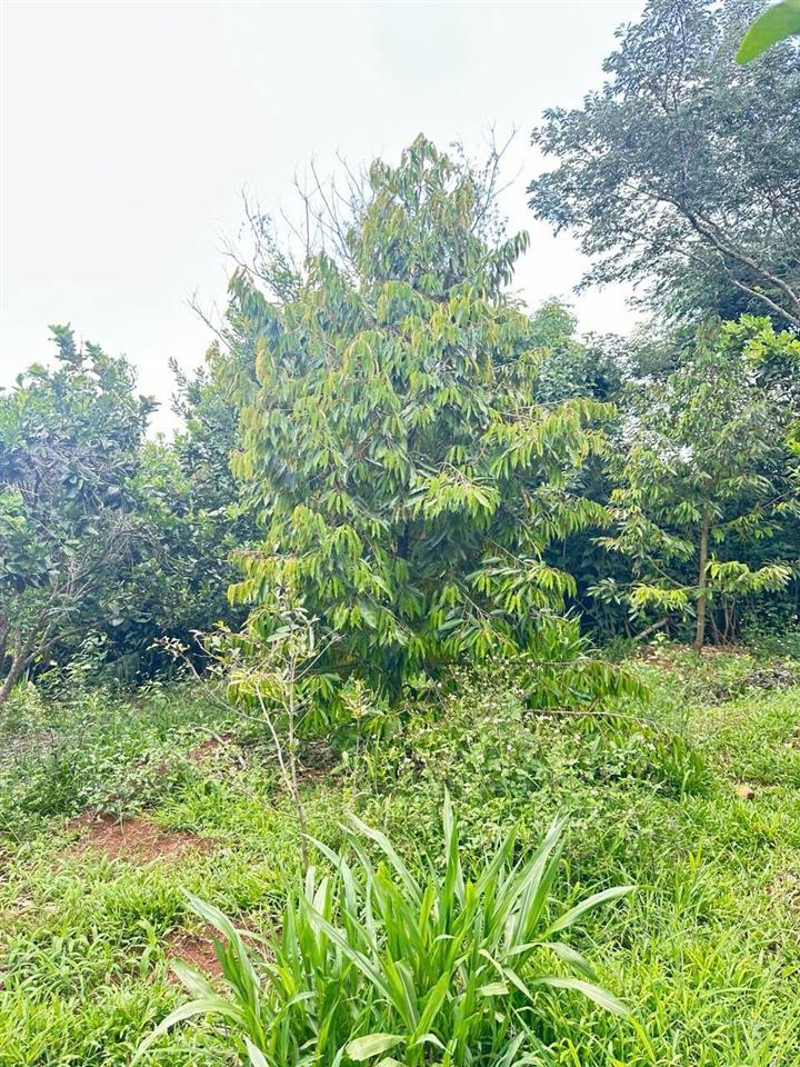 Bán vườn cây ăn trái đã cho thu hoạch