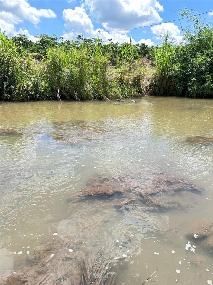 Bán vườn cây ăn trái đã cho thu hoạch