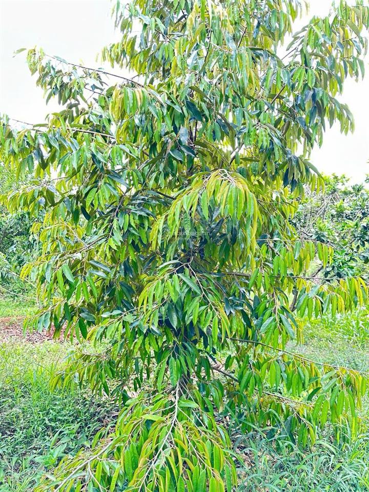 Bán vườn cây ăn trái đã cho thu hoạch