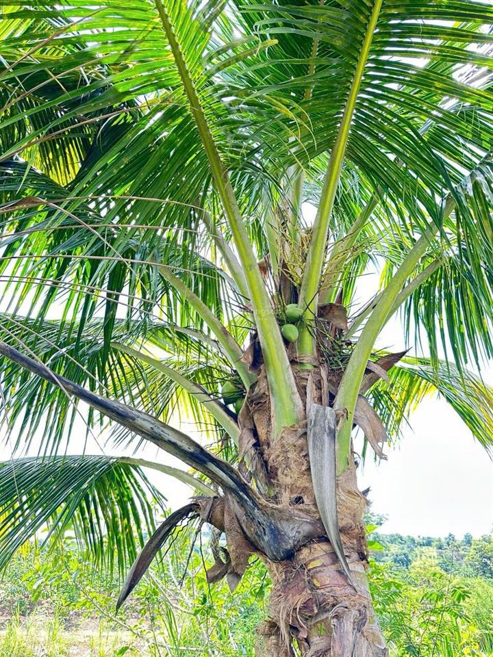 Bán vườn cây ăn trái đã cho thu hoạch