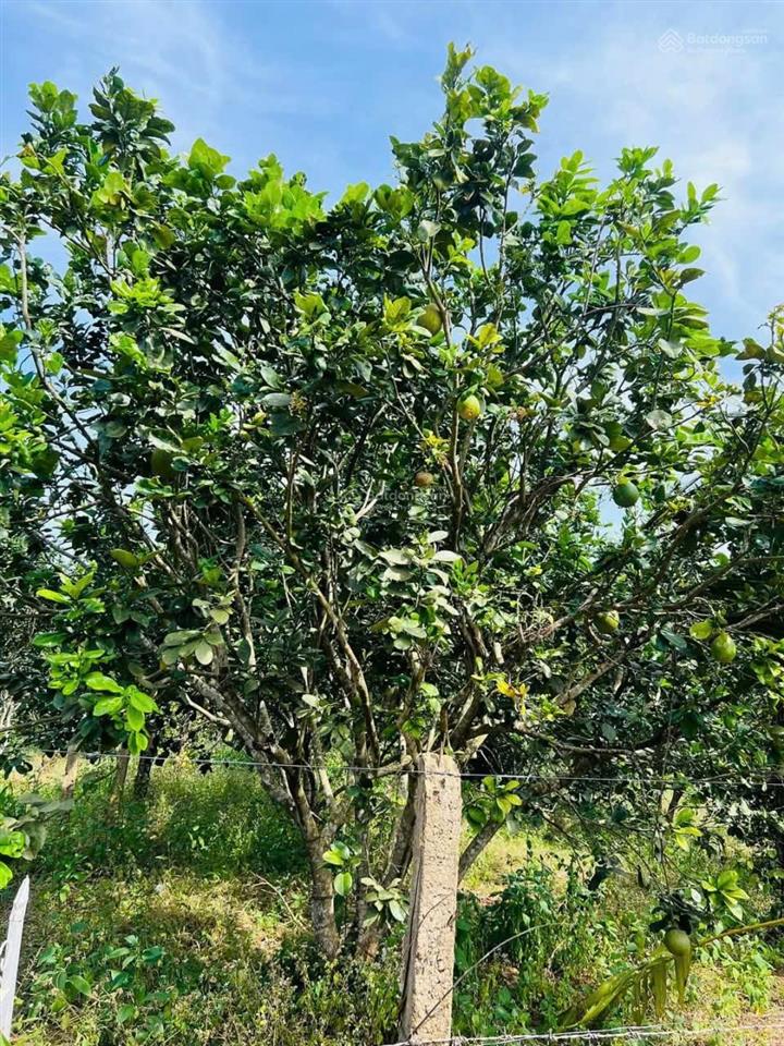 Bán vườn cây ăn trái đã cho thu hoạch