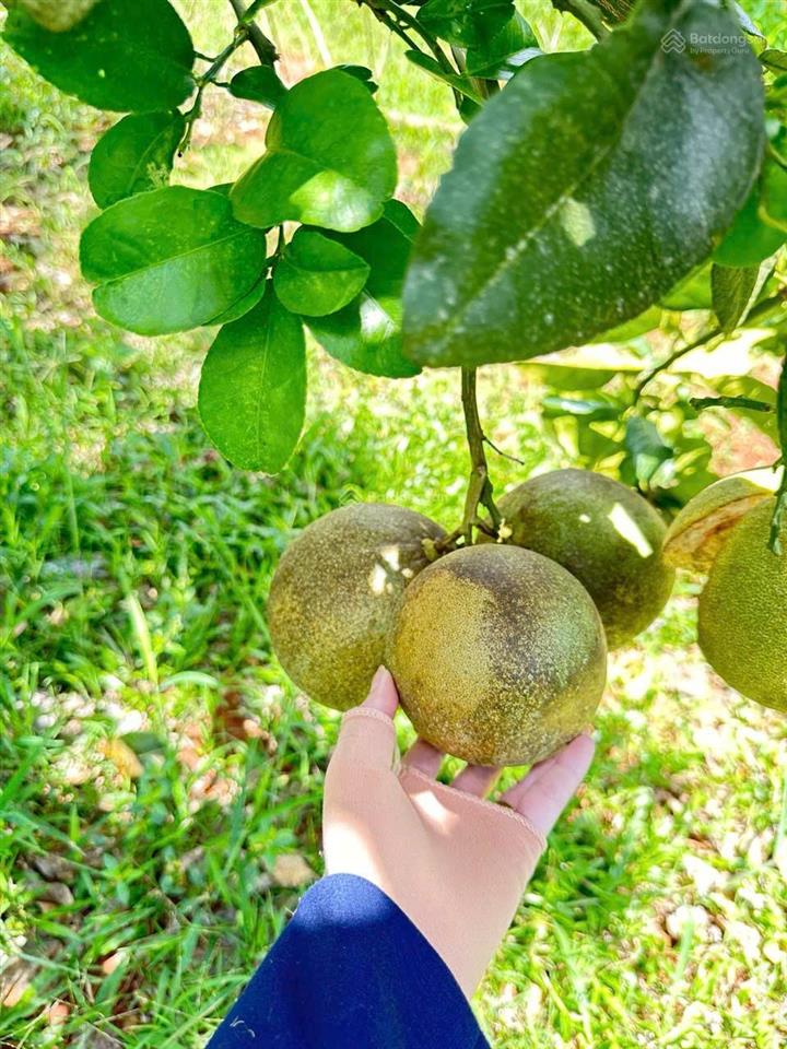 Bán vườn cây ăn trái đã cho thu hoạch