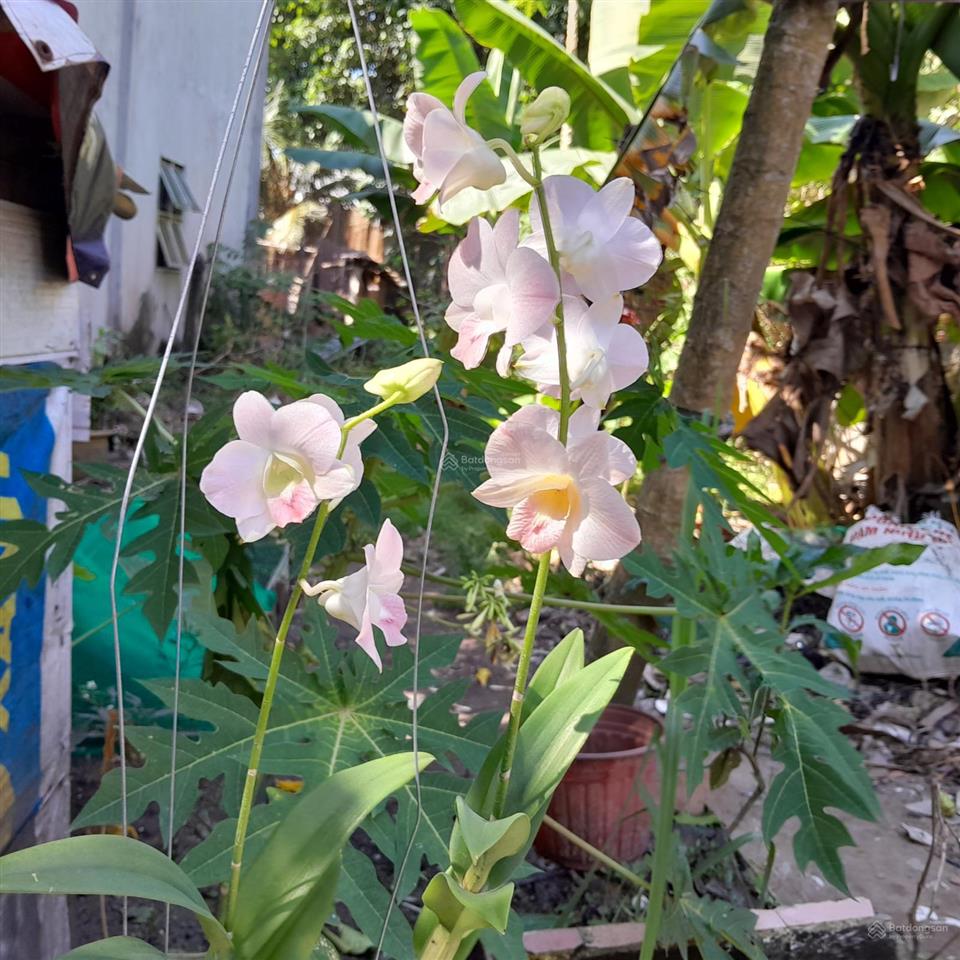 Bán nhà 2 tầng ở củ chi, hồ chí minh, 1,2 tỷ.