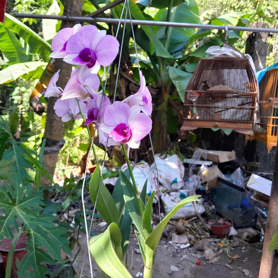 Bán nhà 2 tầng ở củ chi, hồ chí minh, 1,2 tỷ.