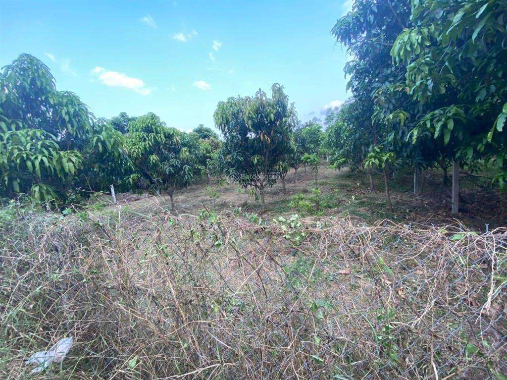 Đón đầu sóng kđt mới cam lâm lô full thổ đường nhựa cam tân, cam lâm. gần 4 dự án sân goft của vin