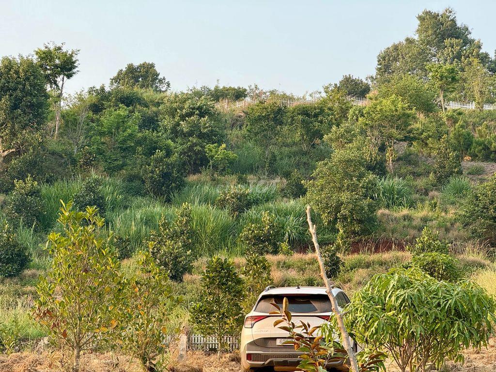 8.8 sào gần chợ Thăng Long Nam Ban chỉ 5.2 tỷ thích hợp làm Farmstay