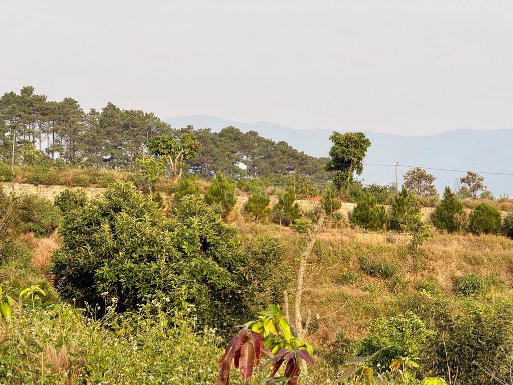 8.8 sào gần chợ Thăng Long Nam Ban chỉ 5.2 tỷ thích hợp làm Farmstay