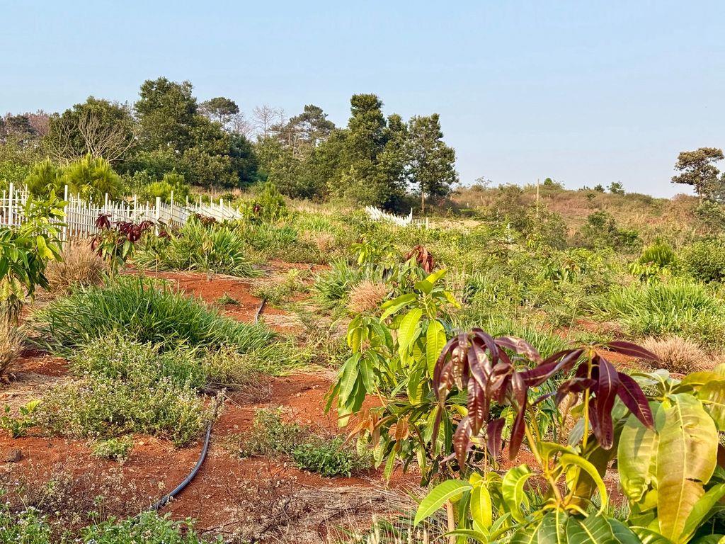 8.8 sào gần chợ Thăng Long Nam Ban chỉ 5.2 tỷ thích hợp làm Farmstay