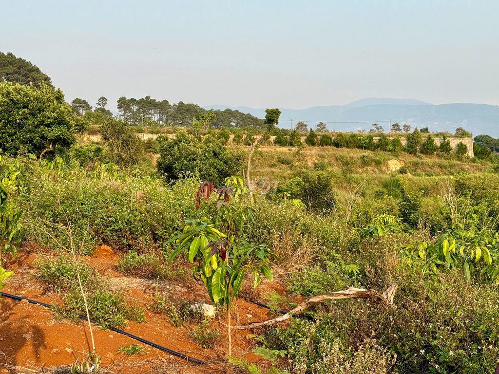 8.8 sào gần chợ Thăng Long Nam Ban chỉ 5.2 tỷ thích hợp làm Farmstay