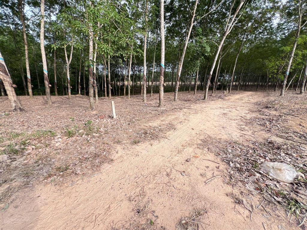 55m mặt tiền đất phủ hồng gần khu công nghiệp