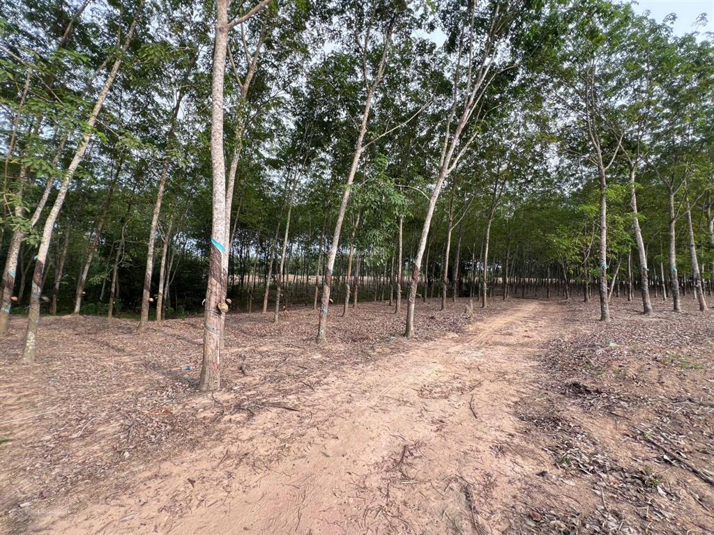 55m mặt tiền đất phủ hồng gần khu công nghiệp