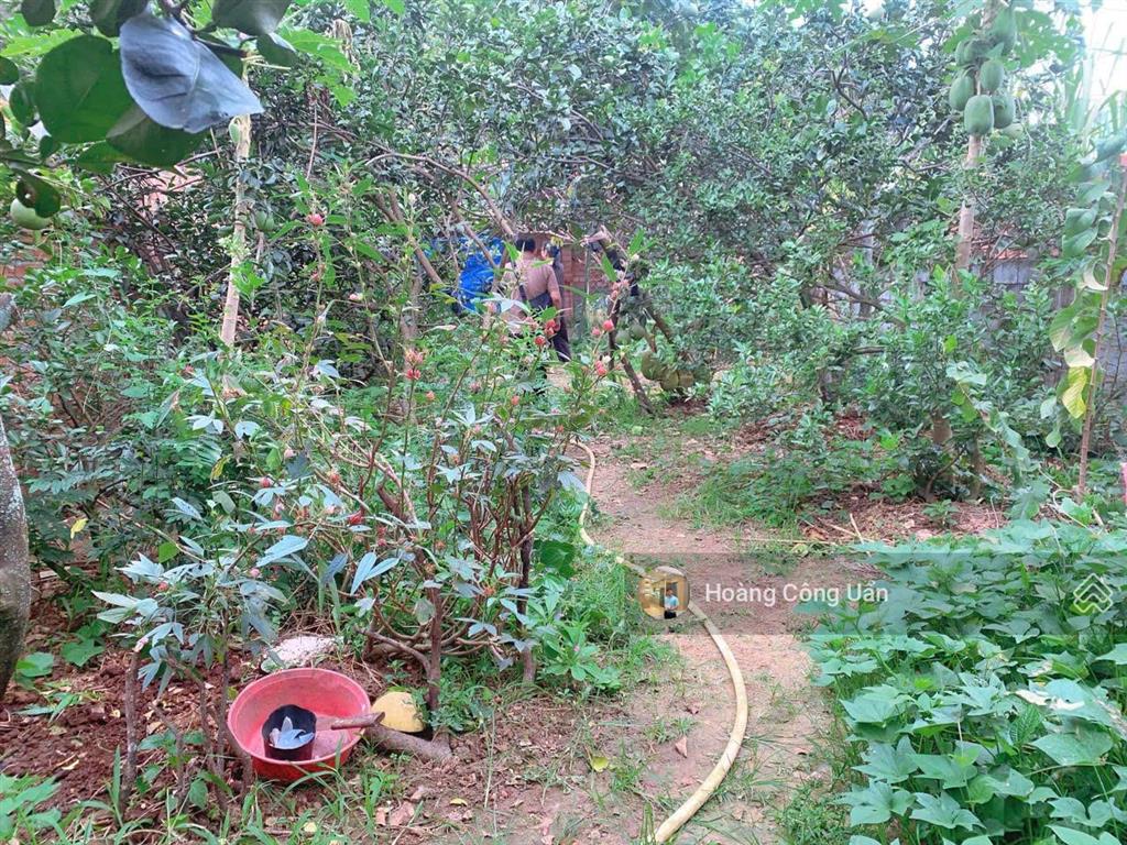 Bán nhà vườn phường tân triều gần cầu bạch đằng. dt 400m2 có thổ cư  giá chỉ 2ty400