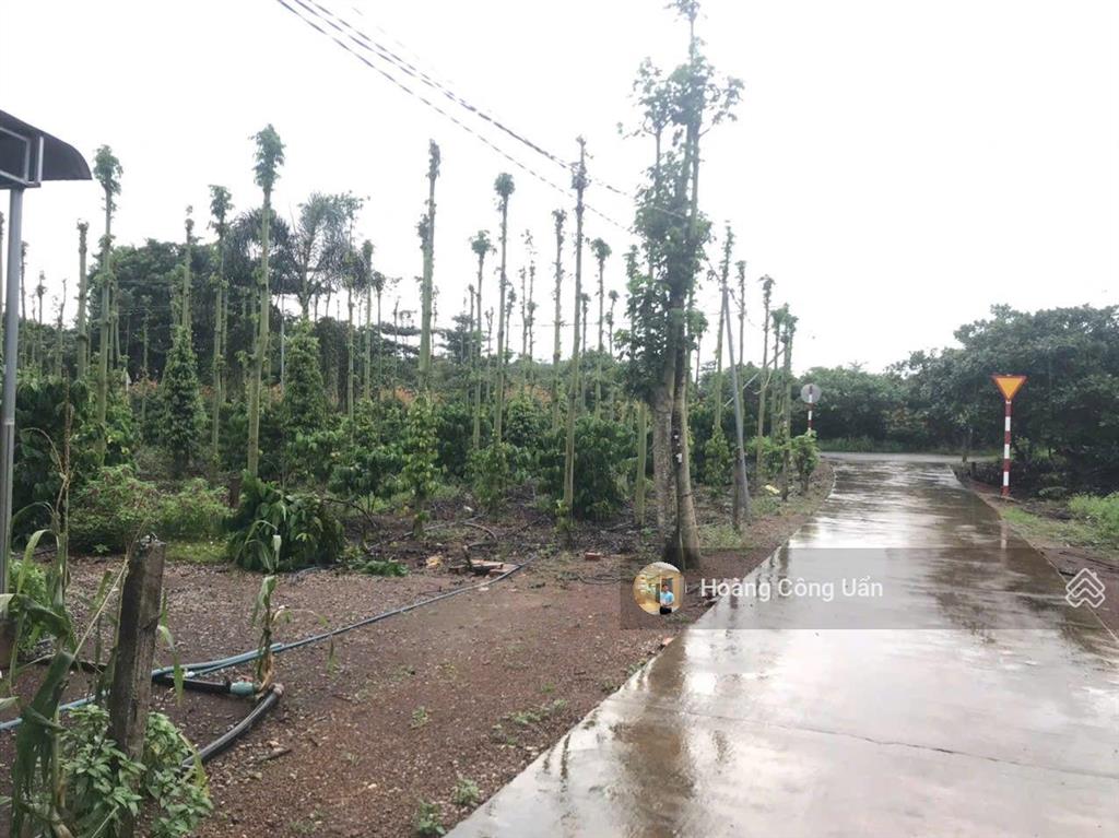 Hàng ngộp giá rẻ hơn ngân hàng thẩm định  đất vườn  huyện cẩm mỹ, đồng nai. gần hồ sông ray.