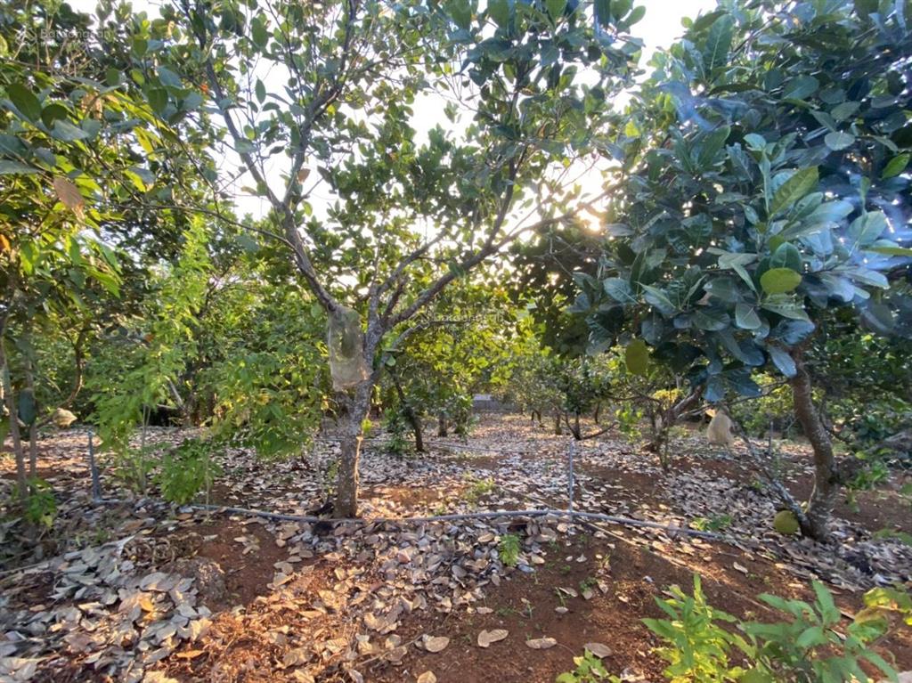 Chính chủ bán farmstay suối rao, bà rịa  vũng tàu, cạnh hồ thiên nhiên, dt 9980m2, giá 12,5 tỷ