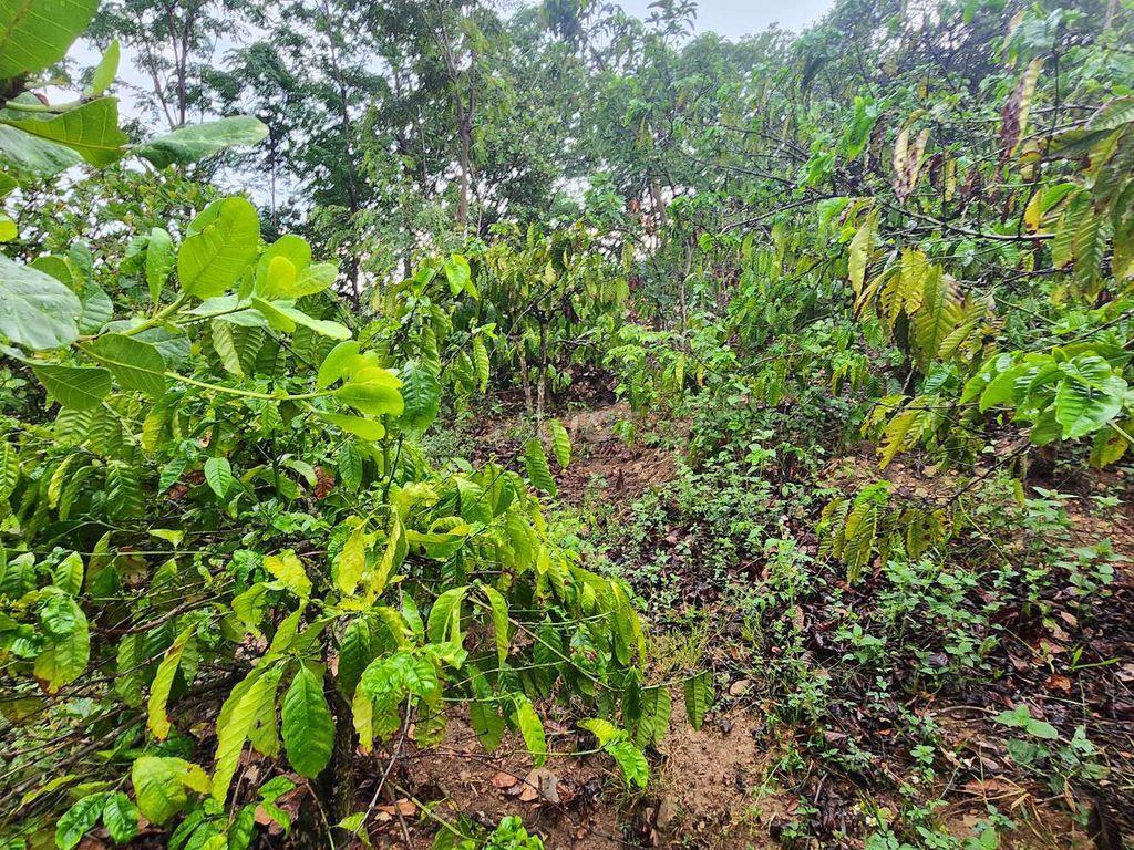 SỞ HỮU QUẢ ĐỒI VIEW TRIỆU ĐÔ - GIÁ CỰC TỐT CHÍNH CHỦ
