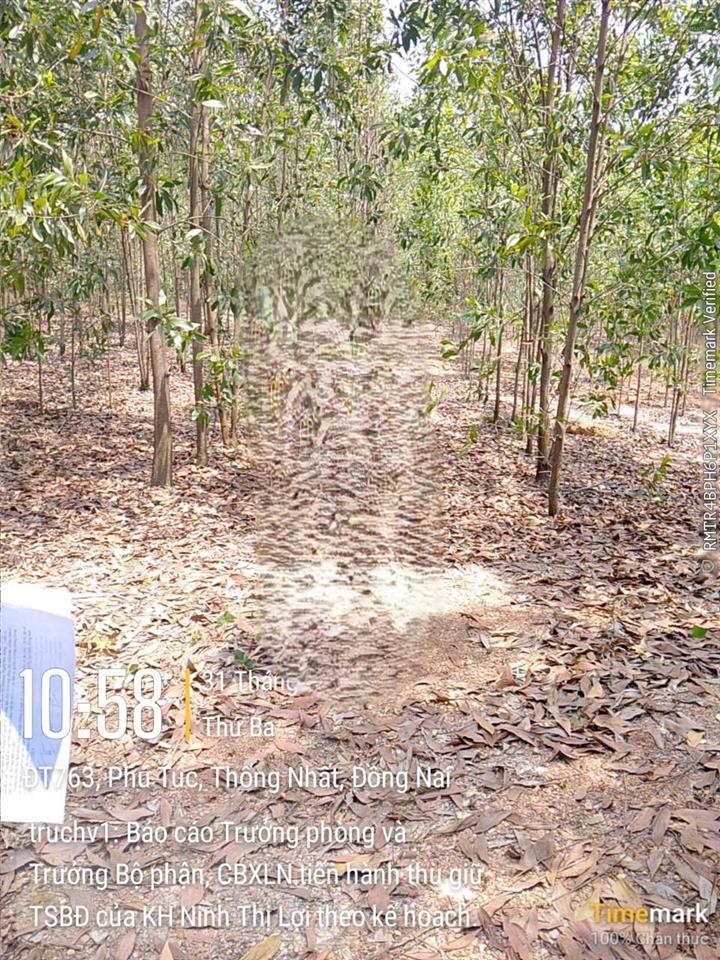 Bán đất trồng cây cao su xã phú túc, huyện định quán, tỉnh đồng nai. tdt 19542m2, giá 4,299 tỷ
