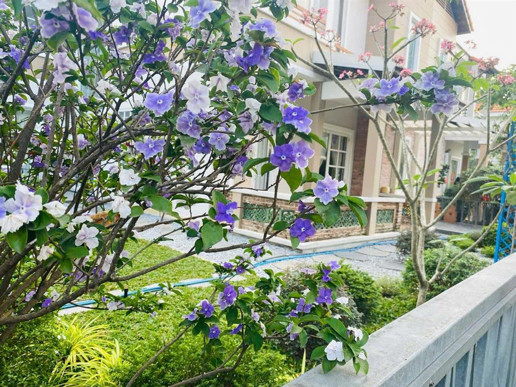 Chủ chuyển công tác cần bán căn góc phong cách châu âu sân vườn rộng tại oasis, vsip 1, thuận an