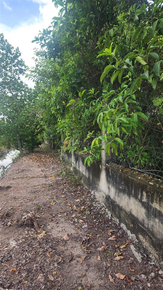 Cần bán nhà vườn có 200m2 thổ cư. hiện đang trồng chanh có thu hoạch. cách chợ trường học 500m