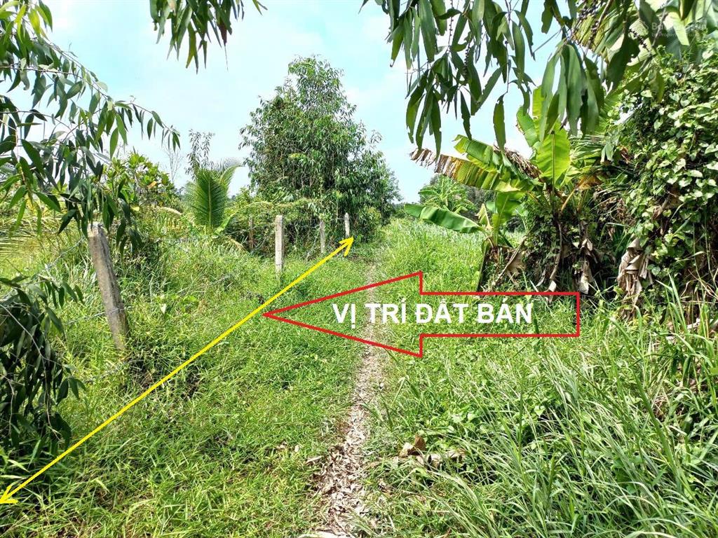 Bán đất mt kênh cây điệp, bình mỹ củ chi, 560m², 14.2x40m, view kênh mát mẻ, gần tl9 & vành đai 3