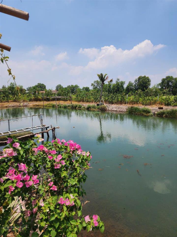 Bán nhà vườn sinh thái bình mỹ (trung an cũ) củ chi, 3.800m², view đẹp, không gian xanh, giá tốt