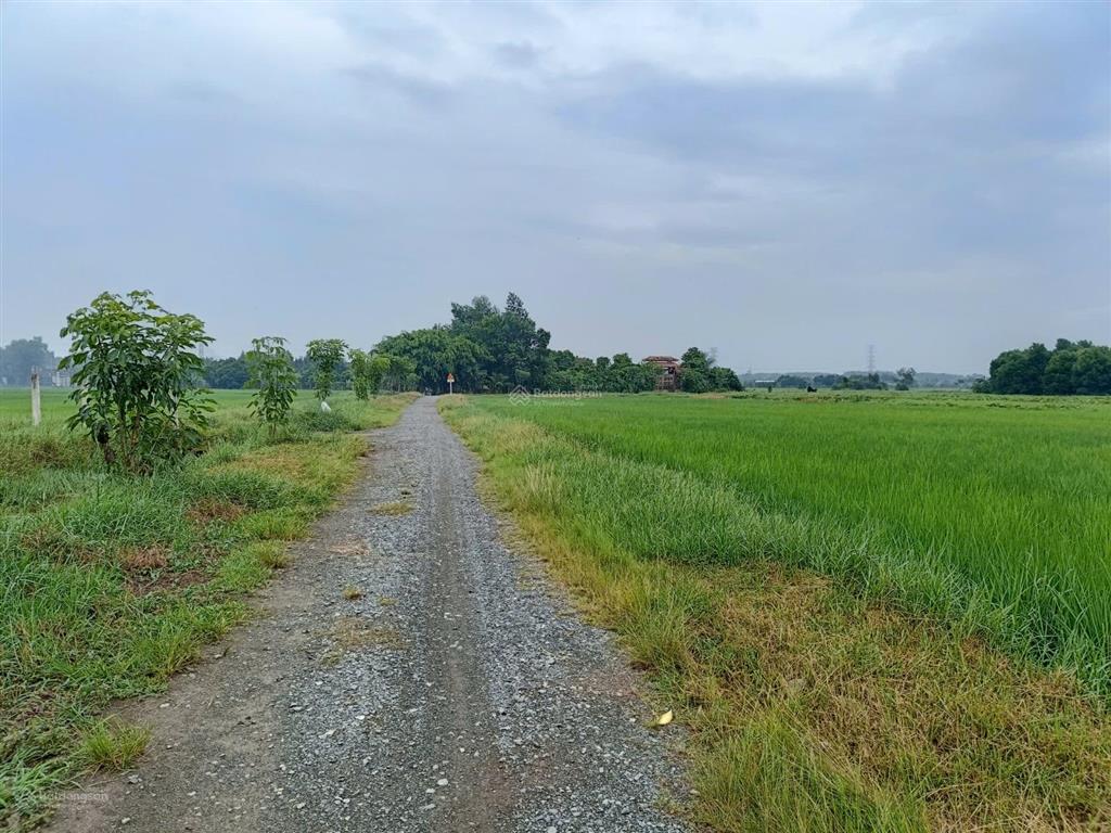 Bán đất vườn tân phú trung, củ chi 1.392m², đường ôtô, sát khu dân cư, phù hợp làm nhà vườn 5,6 tỷ
