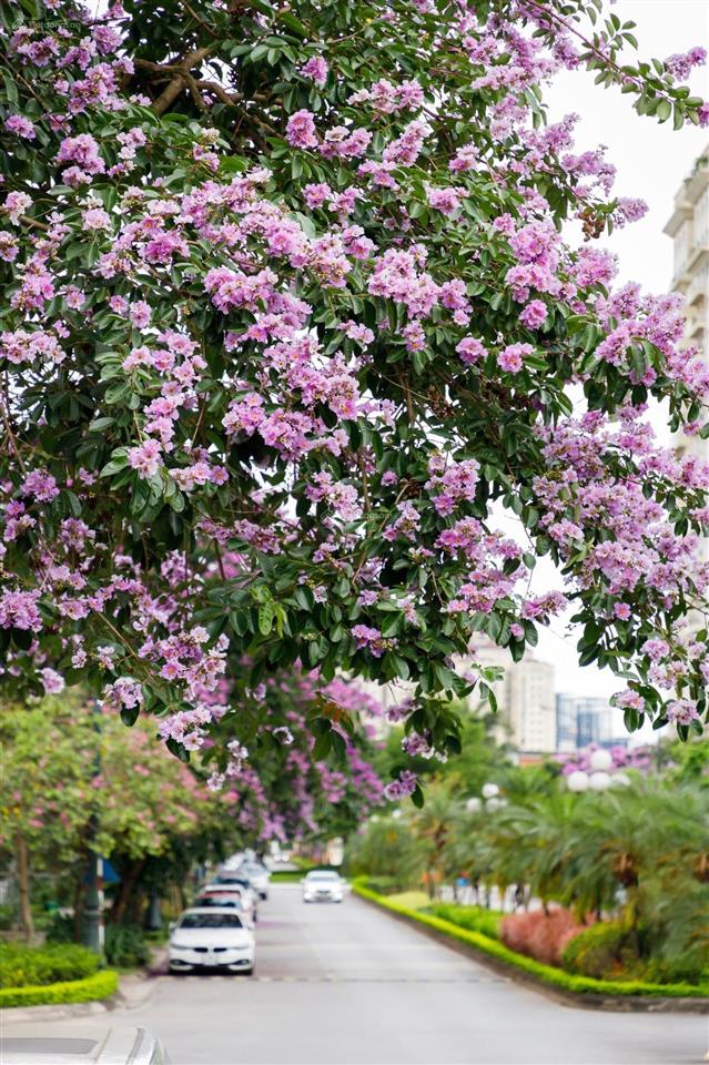 Siêu biệt thự khu q ciputra  kiệt tác hiện đại & sống xanh đẳng cấp