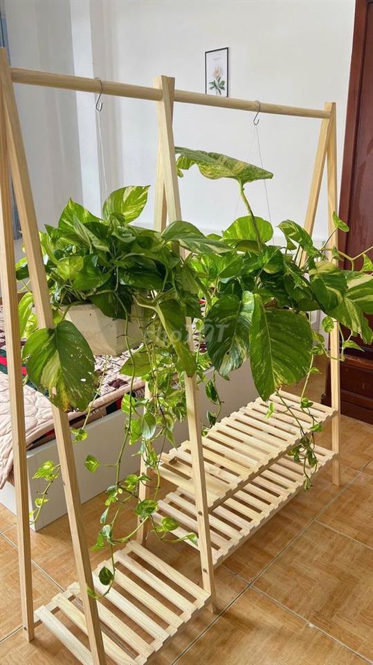 Chính chủ cho thuê phòng ban công mặt tiền thông thoáng giá 3tr7