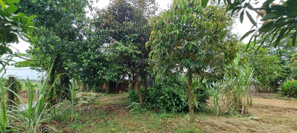 Cho thuê nhà vườn có kho xưởng nhỏ xã tân thạnh đông, tp. hcm. phù hợp ở sản xuất nhỏ, nhiều nghề