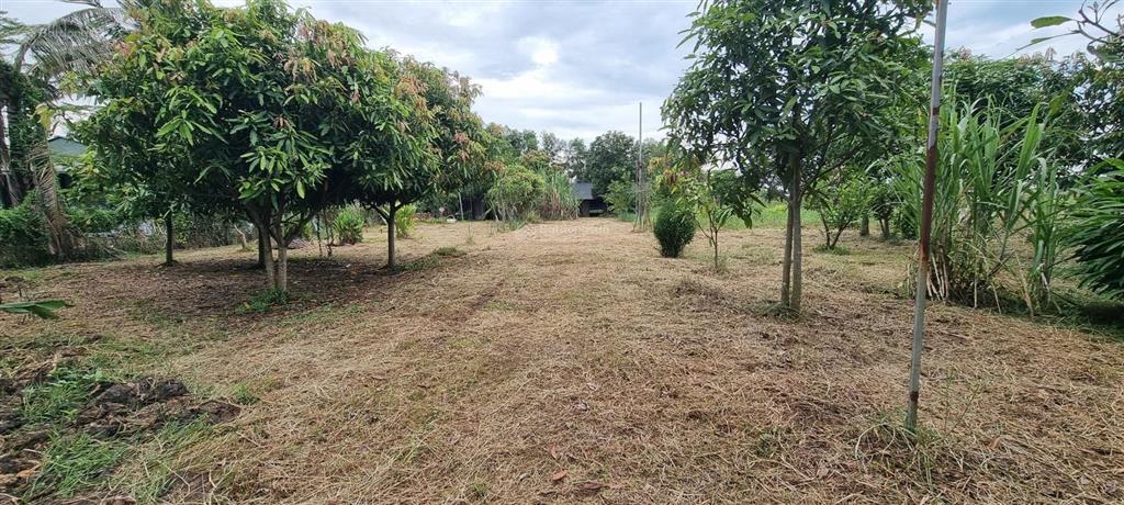 Cho thuê nhà vườn có kho xưởng nhỏ xã tân thạnh đông, tp. hcm. phù hợp ở sản xuất nhỏ, nhiều nghề