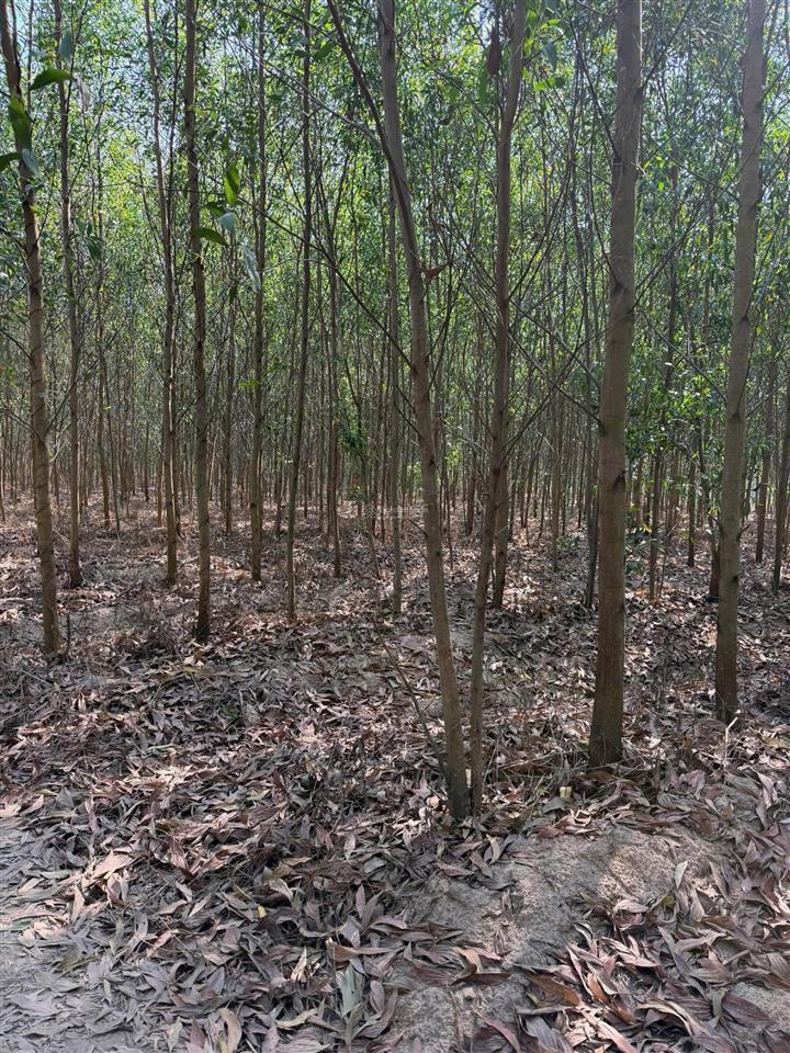 Bán đất mẫu 67.000 m2 tại xã xuân hoà, tp. đồng nai, giá 10,05 tỷ, giá siêu rẻ, cách ql1a tầm 3km