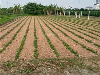 Gia đình cần bán 504m2, đất vườn, quốc oai, giáp hoài đức