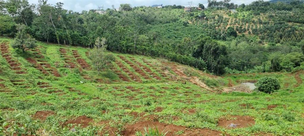 Bán 8 sào trồng cà phê và sầu riêng ôm ql28