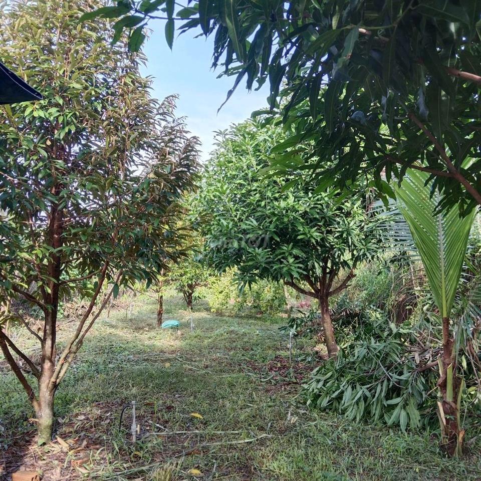 Nhà vườn 1300m2, cây ăn trái đường nhựa 8m thông , giá 420 triệu