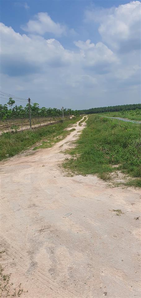 Bán đất 30000m2 tại đường 795, xã tân hoà (suối ngô cũ), tây ninh. giá bán 6,2 tỷ