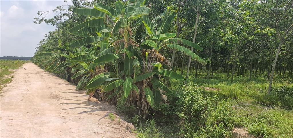 Bán đất 30000m2 tại đường 795, xã tân hoà (suối ngô cũ), tây ninh. giá bán 6,2 tỷ