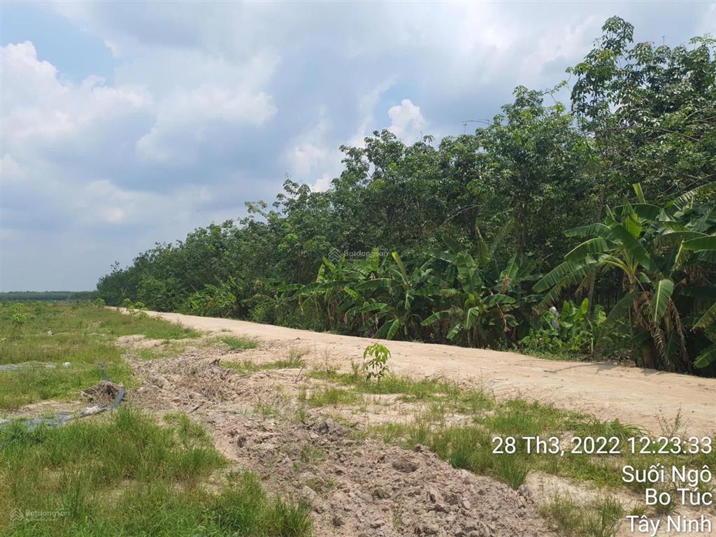 Bán đất 30000m2 tại đường 795, xã tân hoà (suối ngô cũ), tây ninh. giá bán 6,2 tỷ