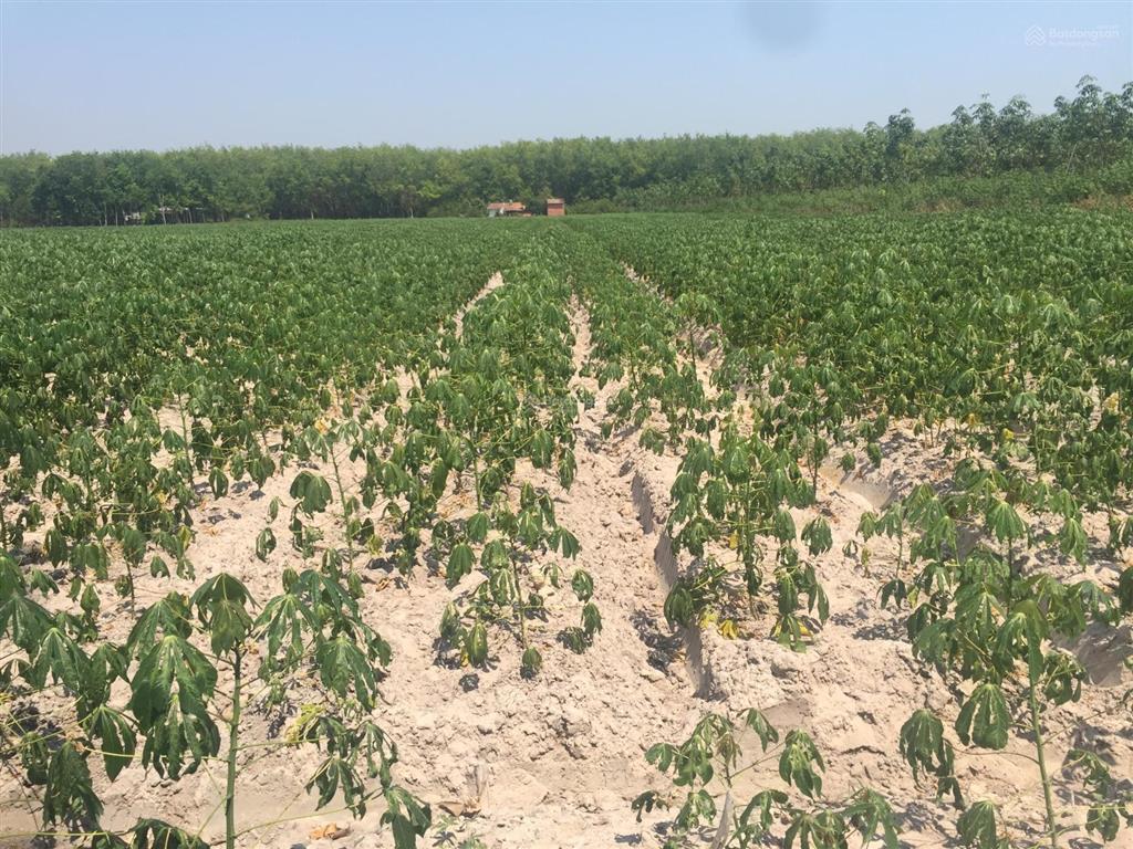 Bán 3 hecta (30080m2) tại đường 795, xã tân hoà (suối ngô cũ), tây ninh. giá bán 6,3 tỷ