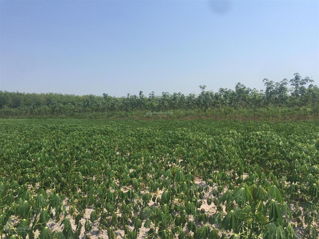 Bán 3 hecta (30080m2) tại đường 795, xã tân hoà (suối ngô cũ), tây ninh. giá bán 6,3 tỷ