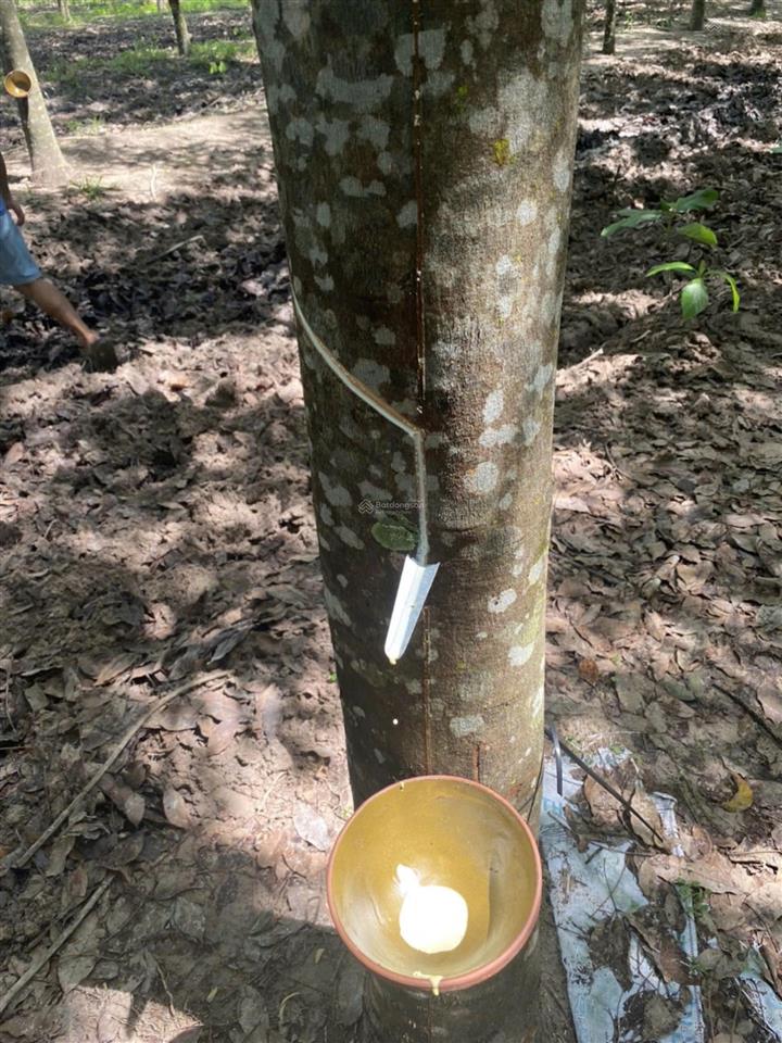 Bán 5 hecta cao su đang khai thác năm 3 tại xã tân hoà, tây ninh. giá 11 tỷ