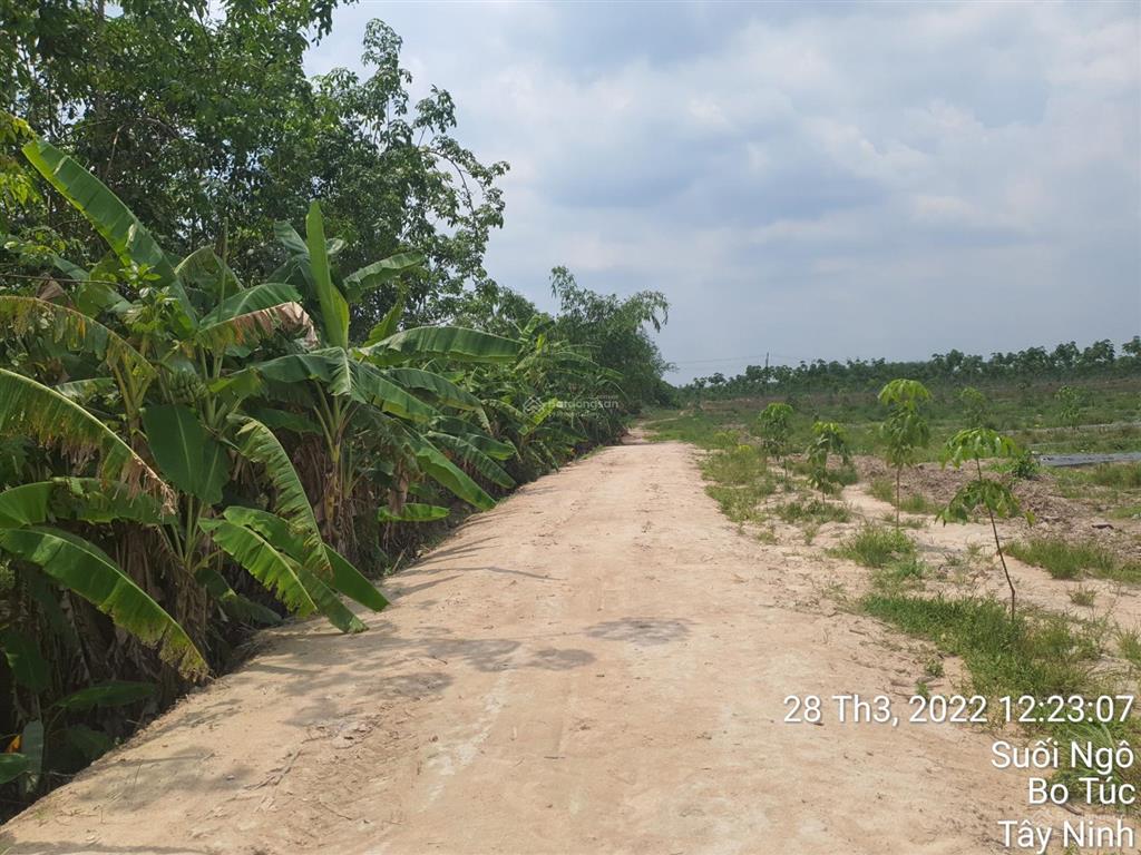 Bán 5 hecta cao su đang khai thác năm 3 tại xã tân hoà, tây ninh. giá 11 tỷ